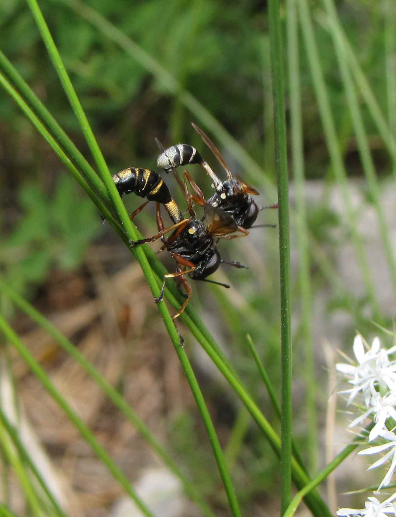 imenotteri in accoppiamento
